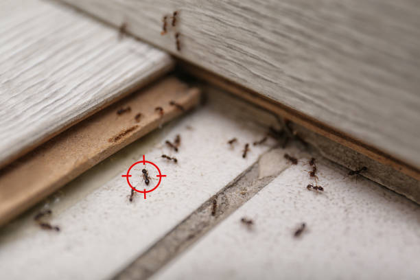Best Emergency Pest Control  in Burlington, VT