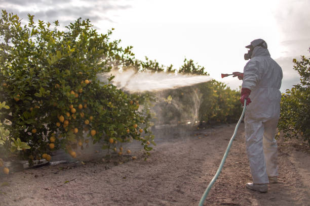 Best Wasp Removal Services  in Burlington, VT