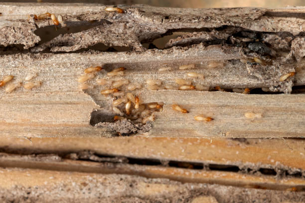 Best Spider Control Near Me  in Burlington, VT
