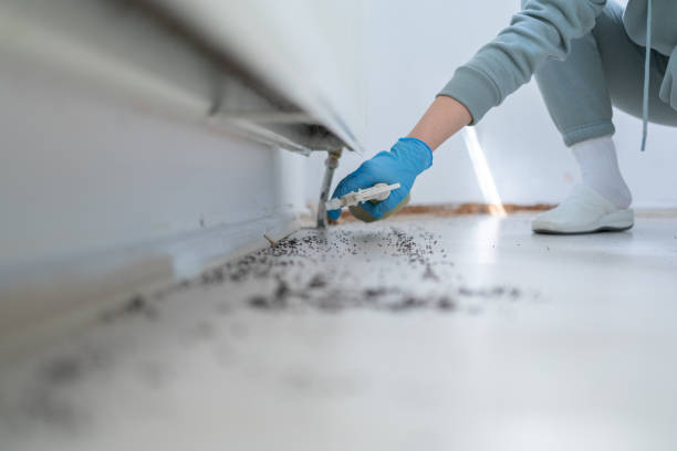 Best Flea Control Services  in Burlington, VT